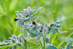 Wild-growing herb Nonea rossica Medicus Brown Nonea photo