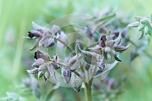 Wild-growing herb of Siberia of Noney dark-brown Nonea rossica Medicus, Brown Nonea. photo