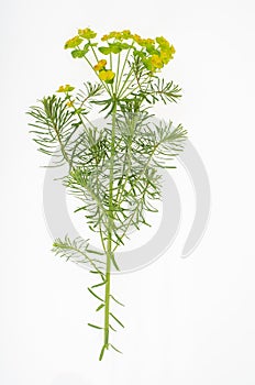 Wild-growing meadow plants and herbs on white background. Studio Photo.