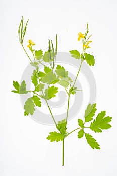 Wild-growing meadow plants and herbs on white background. Studio Photo.