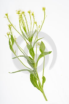Wild-growing meadow plants and herbs on white background. Studio Photo.