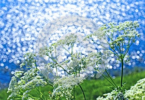 Wild-growing plant cow parsnip Siberian in natural conditions over the river Ob