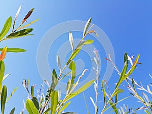 Wild growing plants over blue summer sky. Sun beams on plant.