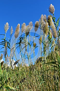 Wild growing reeds at the coast of Calabria