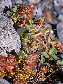 Wild Growing Succulent, Close Up