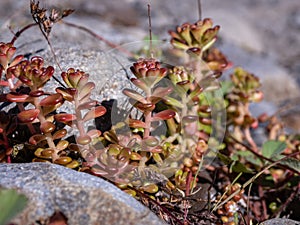 Wild Growing Succulent, Close Up