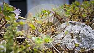 wild growing or succulents sedum on wall with soft focus