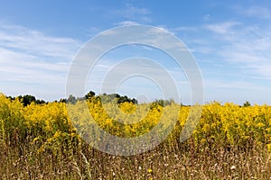 Wild growing thickets of flowering Canadian goldenrod against sky