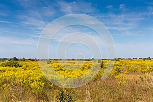 Wild growing thickets of flowering Canadian goldenrod on wasteland