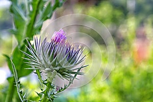 Wild-growing thistle on green blurred background.