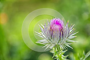 Wild-growing thistle on green blurred background.