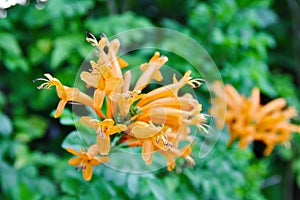 Wild growing Tiger Lillies in orange with spots also known as Lilium.