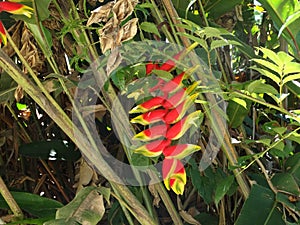 Wild grown Heliconia rostrata. Sarawak. Borneo. Malaysia