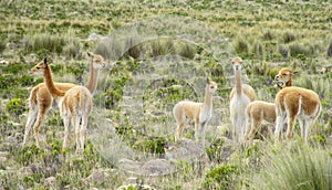 Wild Guanaco herd in pampa photo