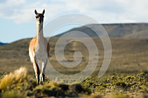 Wild guanaco in Patagonia.