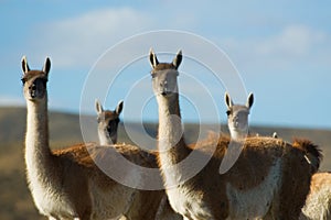 Wild guanacoes in Patagonia.