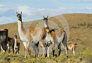 Wild Guanacos of Patagonia