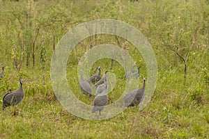Wild guinea fowl grazing on the grass photo