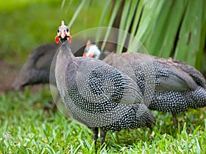 Wild guinea hen on a green grass