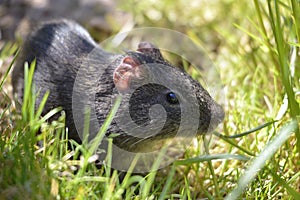 Wild Guinea pig in grass