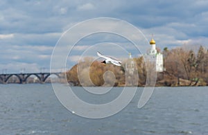 Wild gull flying over Dnepr river
