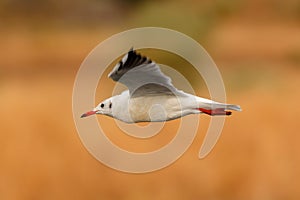 Wild gull of interior flying