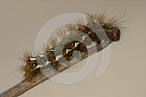 Wild hairy caterpillar