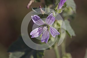 Wild hairy flowers