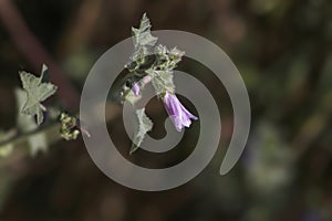 Wild hairy flowers