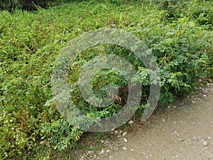 Wild hairy indigofera hirsuta plant.