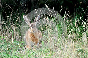 Wild hare