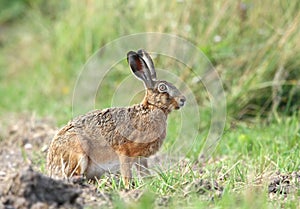 Wild hare