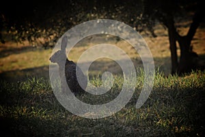 Wild hare