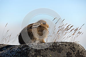 Wild Hare. Alpine Hare / Lepus Timidus Close-Up In Summer Pelage Sits On The Stones Under The Sunlight Against The Background Of S photo