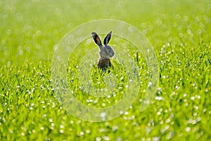 Wild hare in the field