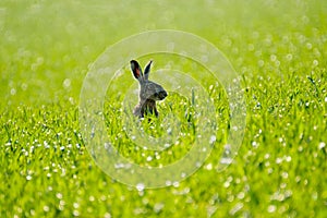 Wild hare in the field