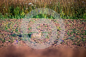 Wild hare in a field