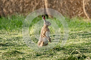 Wild Hare In Field