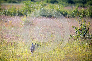 Wild hare in a field