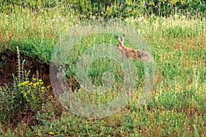Wild hare in a field