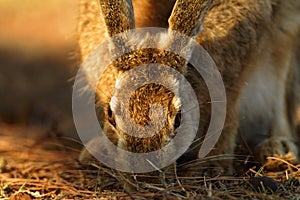 A wild hare is grazing on a grassland in the evening