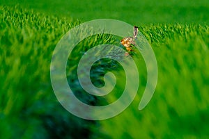 Wild hare in a green field