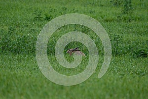 wild hare jumping and hiding in meadow