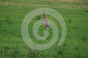 Wild hare jumping and hiding in meadow