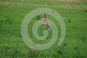 Wild hare jumping and hiding in meadow