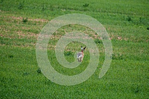 wild hare jumping and hiding in meadow