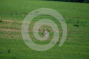 wild hare jumping and hiding in meadow