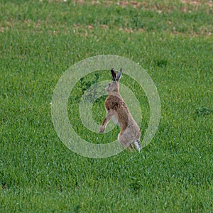 wild hare jumping and hiding in meadow