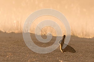 Wild hare in morning backlight on field with fog