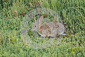 Wild hare searching for food in the Bolsa Chica Wetlands photo